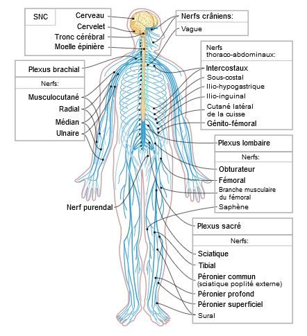 Image de  système nerveux central